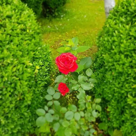 Paradise Enver Guest house *